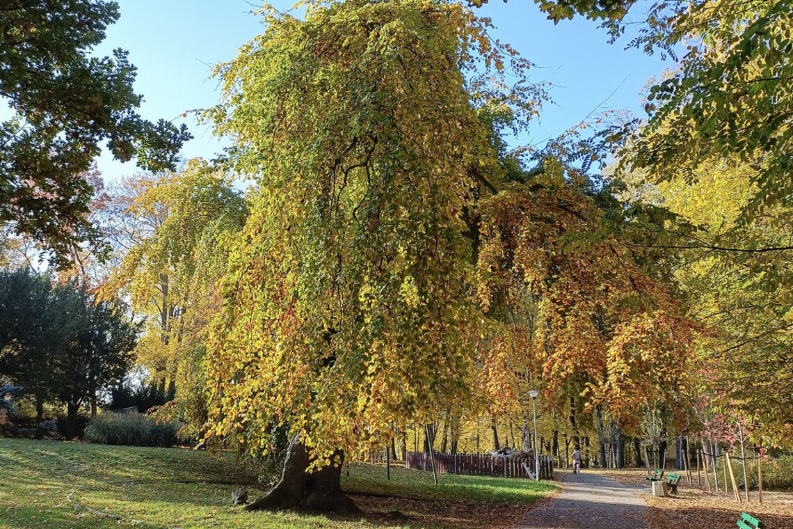 Zielona Góra - Park Piastowski