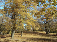 Zielona Góra - Park Piastowski