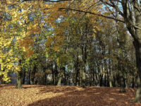 Zielona Góra - Park Tysiąclecia